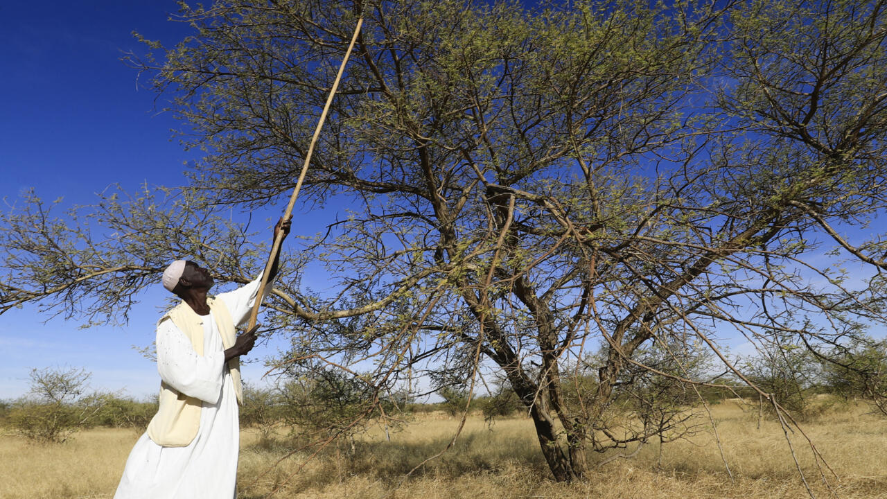 UN says Sudan resources fuel civil war
